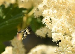 Toxoleptura vexatrix