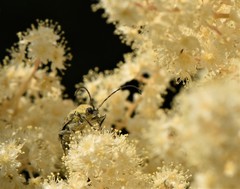 Toxoleptura vexatrix