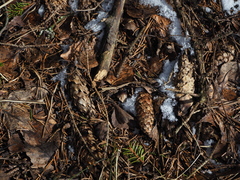 Picea abies