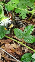 Bombus pensylvanicus image