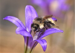 Bombus sitkensis