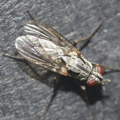 Eustalomyia vittipes
