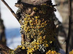 Xanthoria parietina