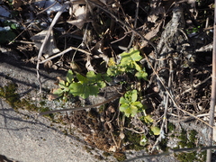 Chelidonium majus