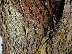 Trentepohlia umbrina