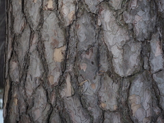 Pinus sylvestris