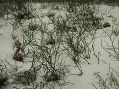 Vaccinium myrtillus