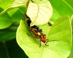 Oncopeltus guttaloides