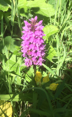 Dactylorhiza purpurella