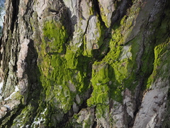 Desmococcus olivaceus