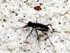 Cicindela hydrophoba