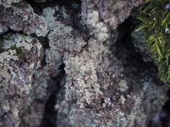 Hypocenomyce scalaris