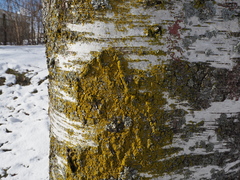 Xanthoria candelaria image