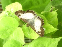 Antigonus emorsa