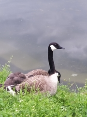 Branta canadensis