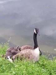 Branta canadensis