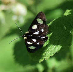 Alypia octomaculata