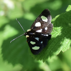 Alypia octomaculata