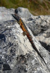 Pseudocordylus melanotus