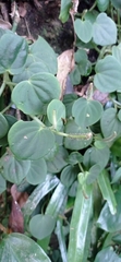 Peperomia urocarpa