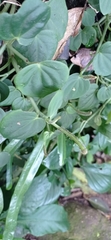 Peperomia urocarpa