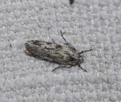 Stenoptena icmaea