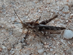 Xyleus discoideus angulatus