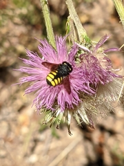 Pseudoanthidium melanurum