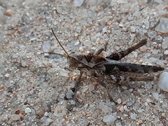 Xyleus discoideus angulatus