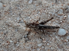 Xyleus discoideus angulatus