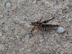 Xyleus discoideus angulatus