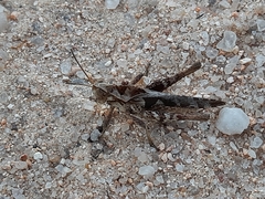 Xyleus discoideus angulatus