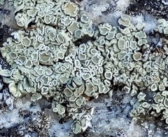 Rhizoplaca subdiscrepans