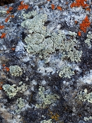 Rhizoplaca subdiscrepans