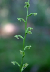 Platanthera flava flava