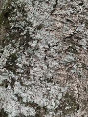 Laurelia sempervirens