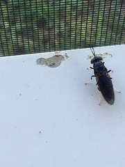 Hermetia sexmaculata