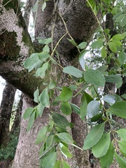 Laurelia sempervirens