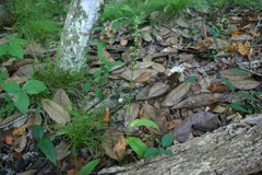 Platanthera flava flava