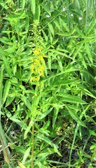 Lysimachia