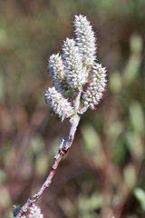 Salix pellita