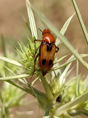 Macrosiagon bimaculata