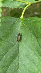Agrilus ruficollis