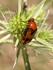 Macrosiagon bimaculata