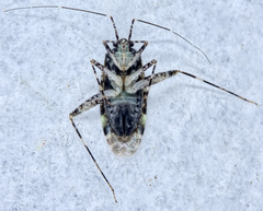 Phytocoris eximius