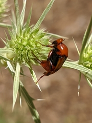 Macrosiagon bimaculata