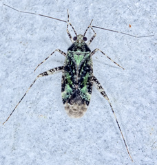 Phytocoris eximius