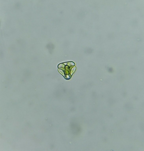 Staurastrum muticum