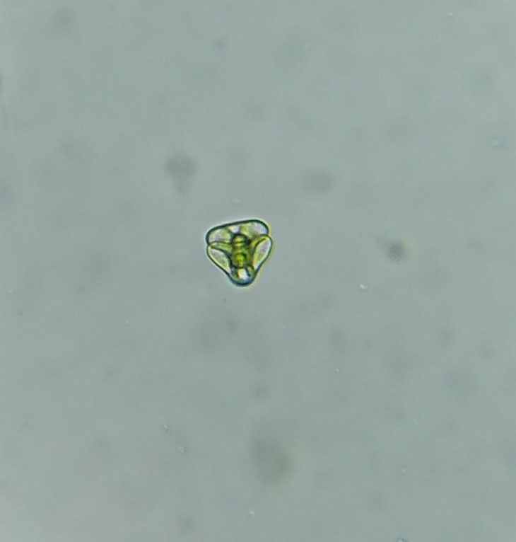 Staurastrum muticum