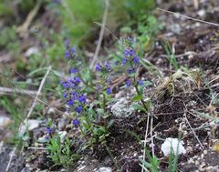 Ajuga genevensis